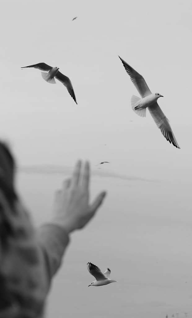 Black and white photo of a hand reaching toward flying seagulls, symbolising letting go and finding freedom.