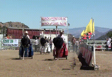 The Fool’s Journey: Life’s Growth And Transformation 4 Race ostrich chariot